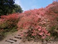 花立公園（ツツジ）